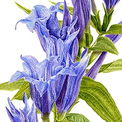 Genziana